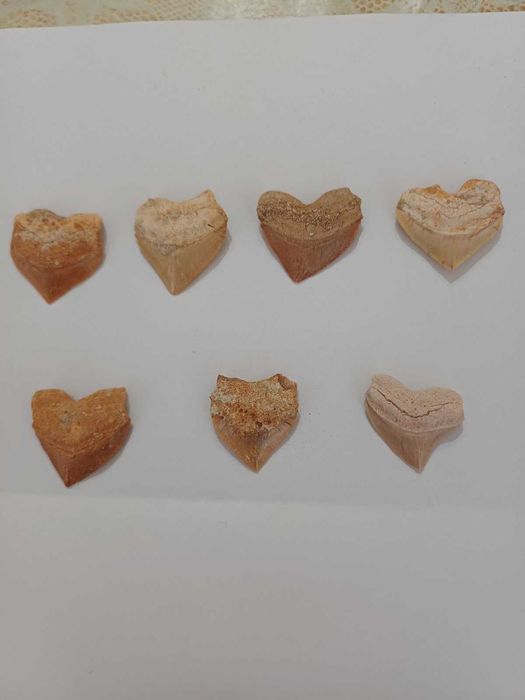 зъби от акула - фосил