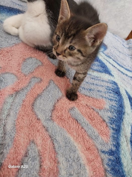 Отдам котёнка.Девочка.