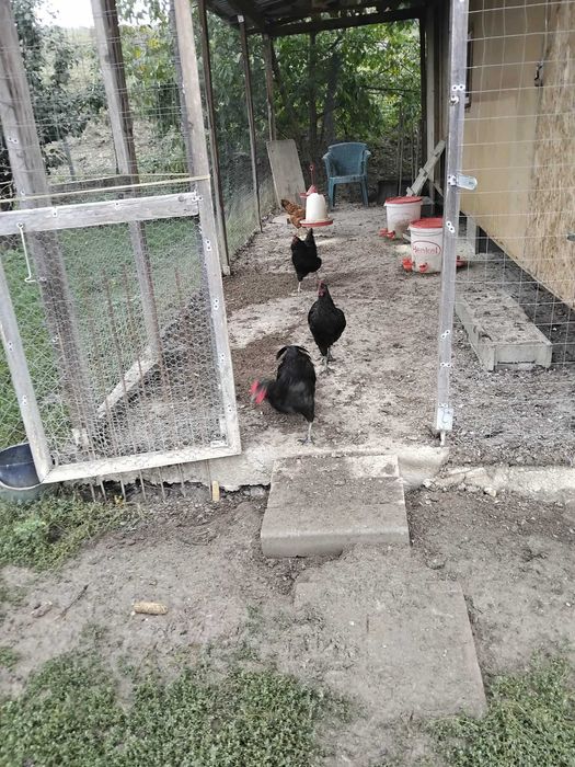 cocoșei australorp negru din primăvară caută stăpân