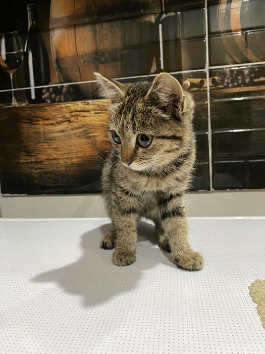 Котёнок девочка 2 мес