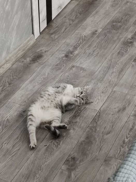 Срочно! Ищем котика для кошки