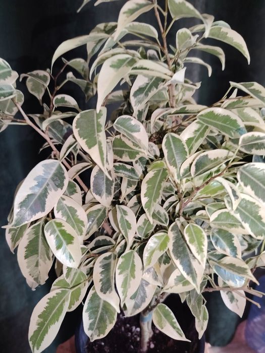 Фикус Дегантель, пересажен, осмокот.