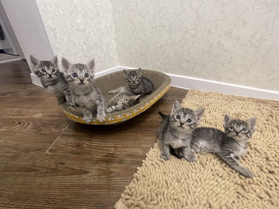 скоттиш страйт дымчатый котята
