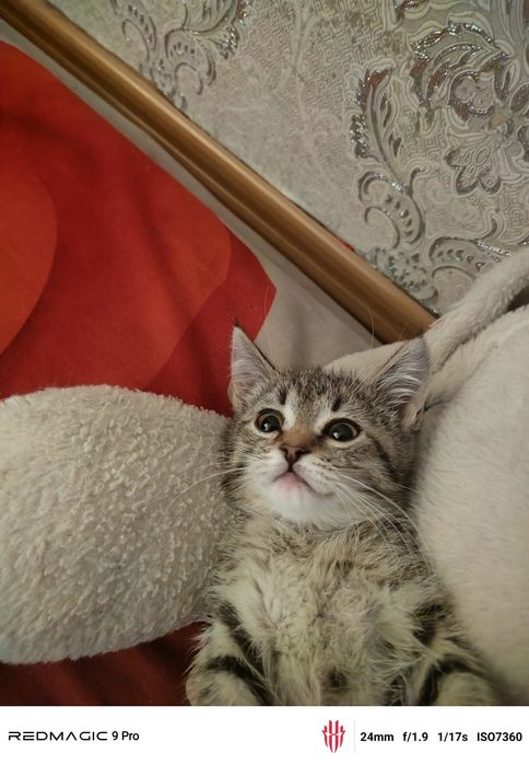 Отдам котенка в добрые руки