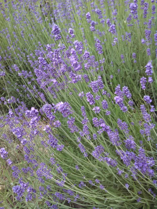 цветы лаванды и саженцы