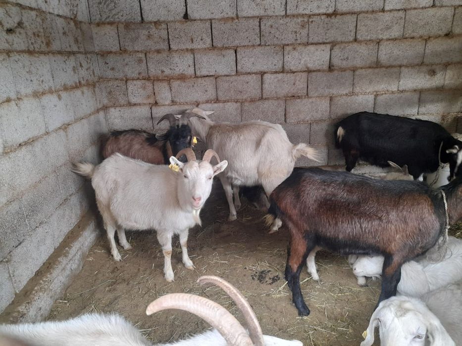 Сауынды буаз ешкилер