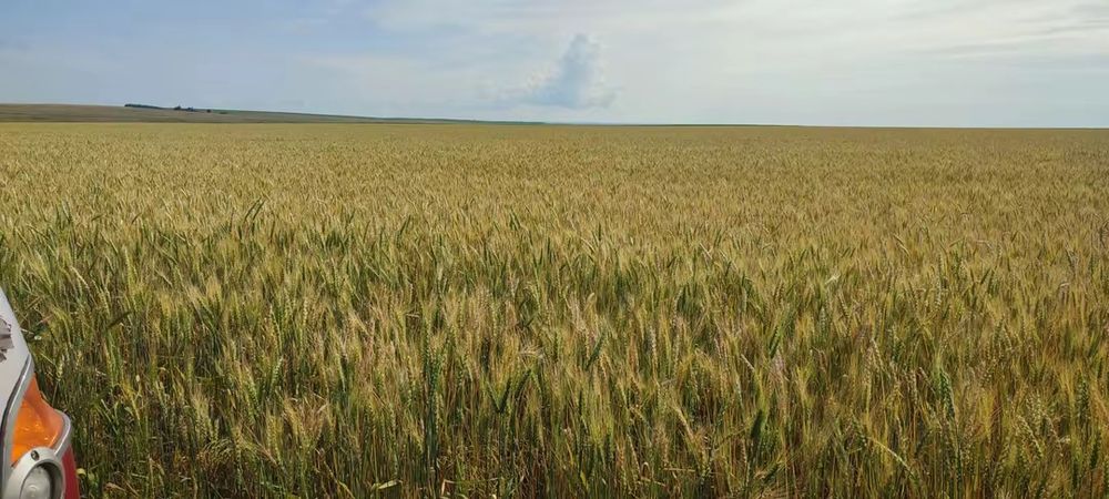 Семена пшеницы минот 1рп