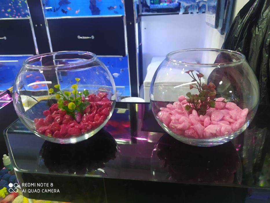 Dumaloğ  Akvarium va har xil turdagi akvariumlar Dõkoni