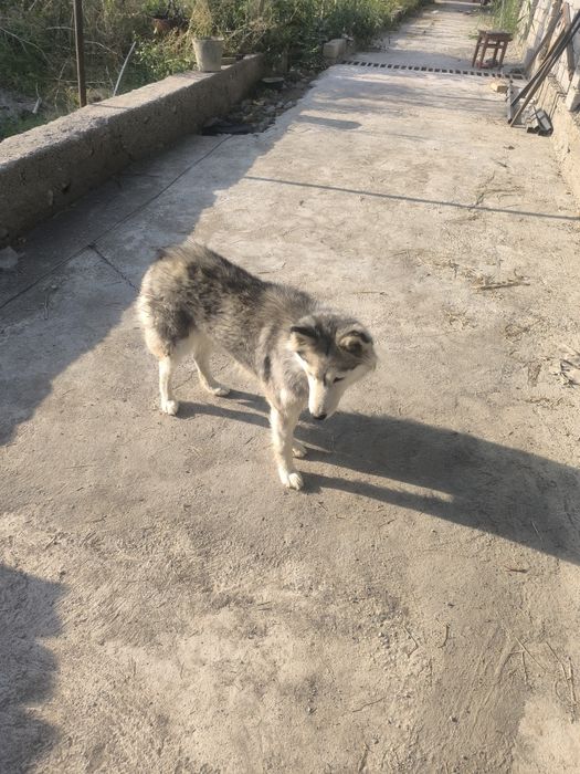 Хаски сучка 1 год