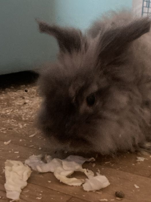 Отдается кролик с клеткой