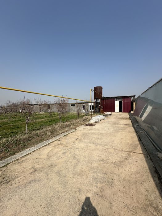 Xasanboy kensoyda yer soʻtigi 6000 dan