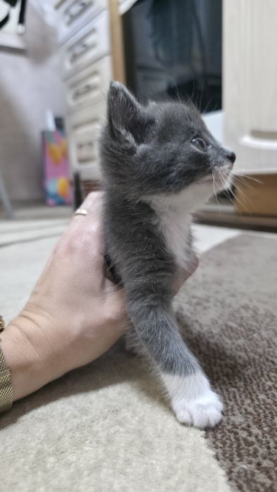 Отдам котёнка мальчика