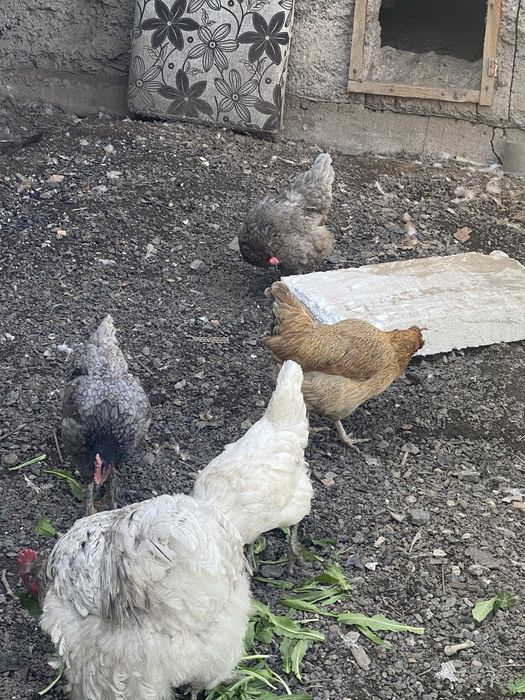 продаются куры петух не продается