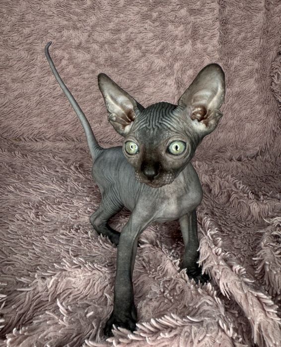 Котята сфинкса.