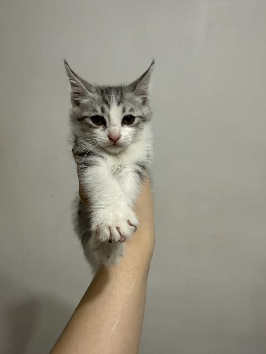 котят в добрые руки