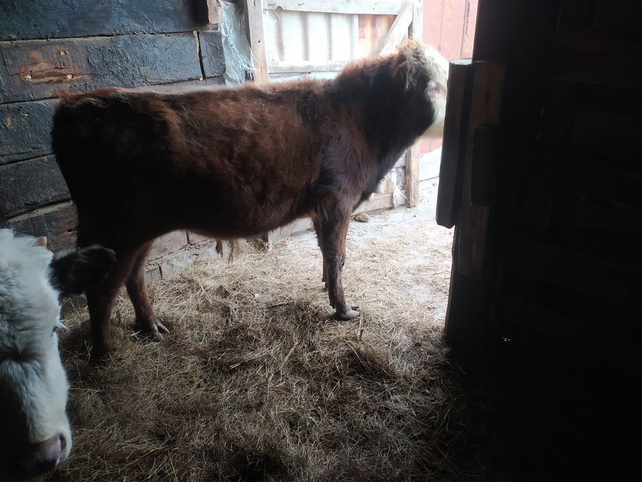 Продам 4-х телят