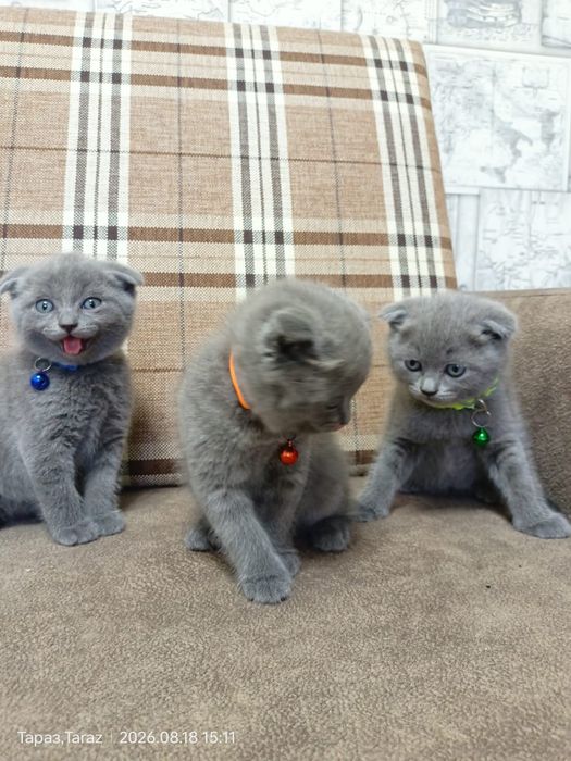 Продаются котята