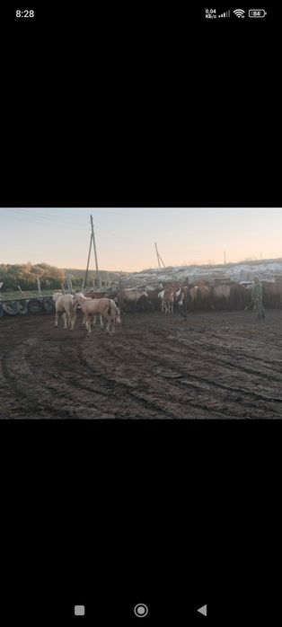 В продаже кобыла и два жеребенка