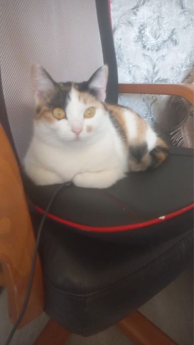 Отдам кошечку в добрые руки