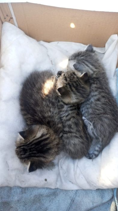 Отдам котят кошку