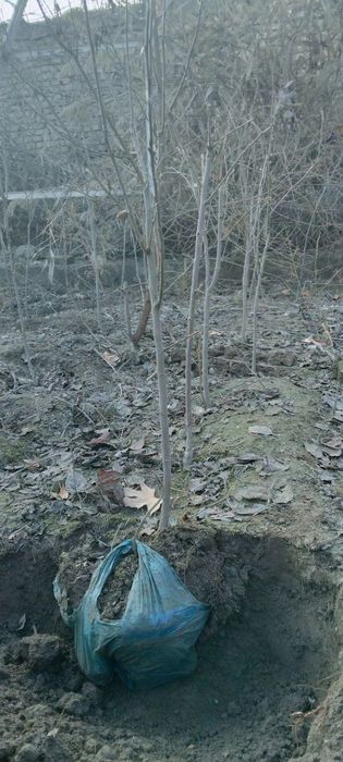 Хурмо кучатлар сотилади ,2024 й.кучатлар ,копка экилган,мевага кирган.