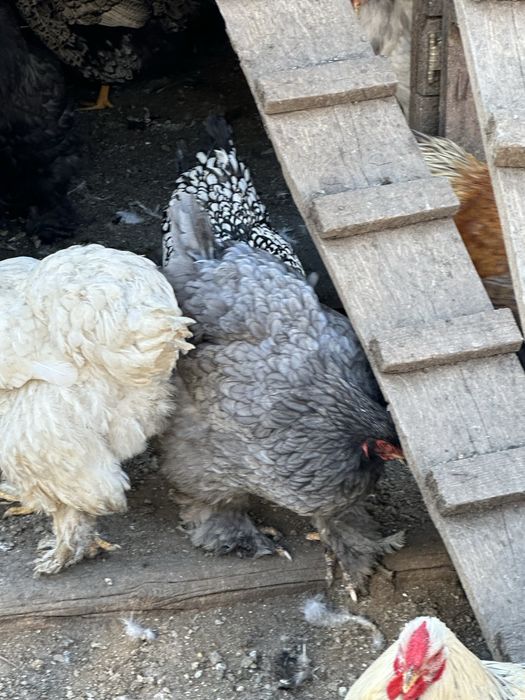 Brahma Columbia, HD si Albastru