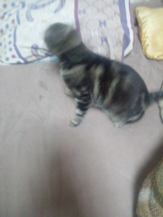 Бенгальская порода