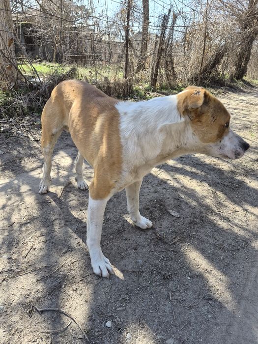 Пит-буль отдам в хорошие руки