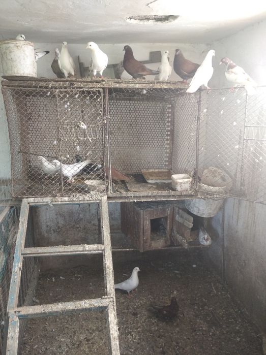 Голуби, молодняк, и не только