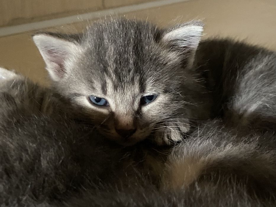 Отдам котят бесплатно