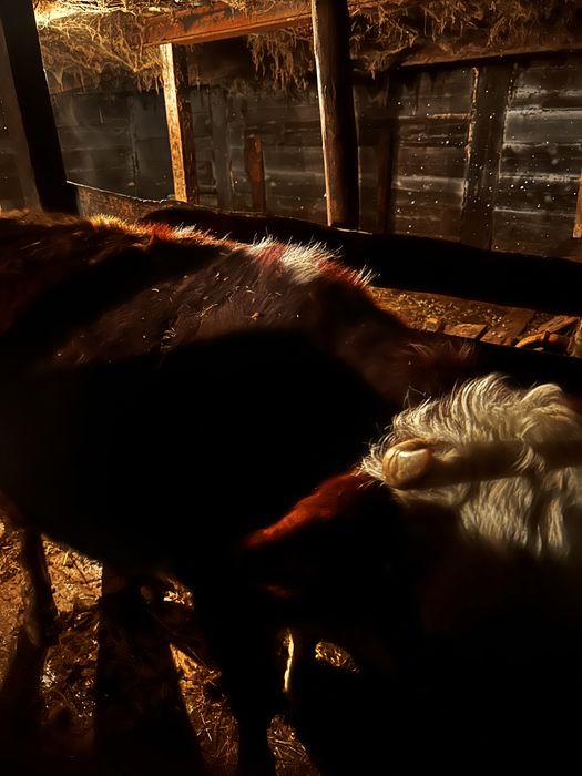 Сиыр сатылады и первотелка