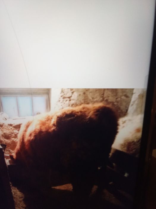 15.        Бұқа.      Сатам