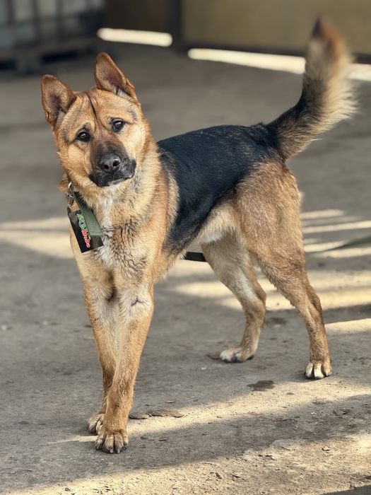 Ищем дом для молодого кабеля Алекса.