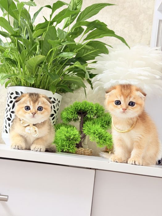 Котята чистокровные