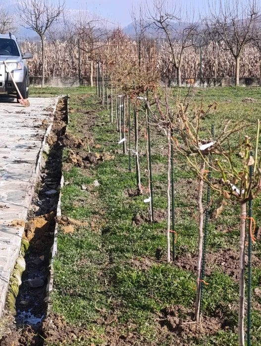 Trandafiri altoiți de vânzare – Diverse soiuri – Angro și Bucată