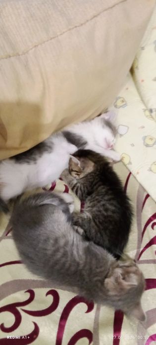 Отдам котят бесплатно