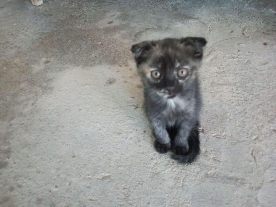 Отдам котят в хорошие руки