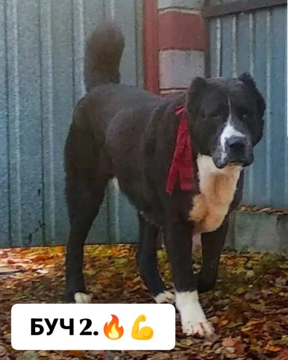 Мощный Алабайчик.