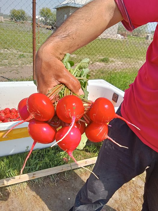 Редиска ұрық дунганский.