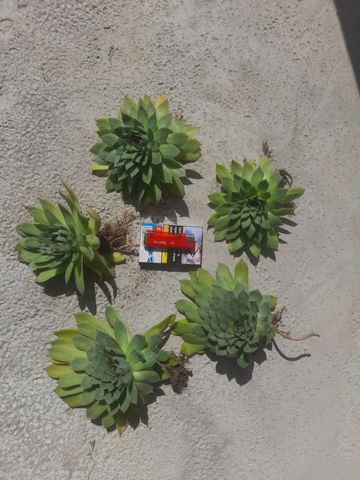 Планинска роза,Алпийска роза,Дебела Мара,Бабино ухо, Семпервивум