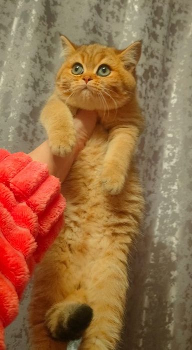 Котята Шиншиллы Алматы