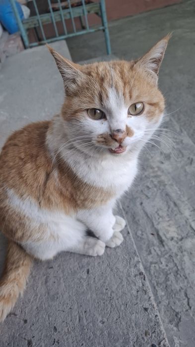 Кот находится в заботливых руках.