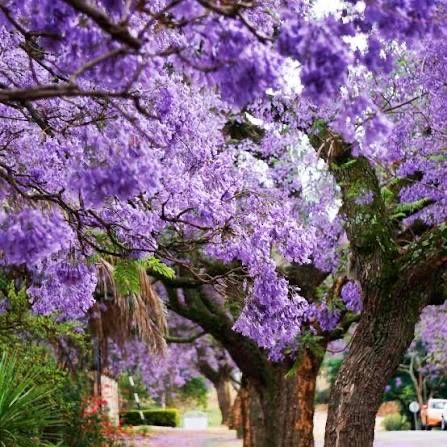 Продается павлония,павлония сатылады