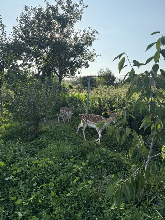 Vand Cerb Lopatar deosebit -3 luni- cu acte