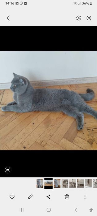 Сотилади Британские