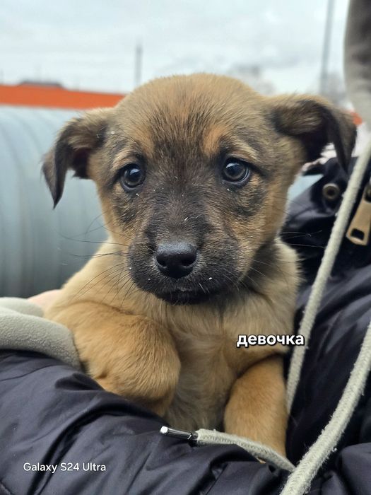 Милые сестрички лисички