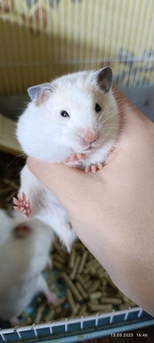 Хомячки Сирийские детки!