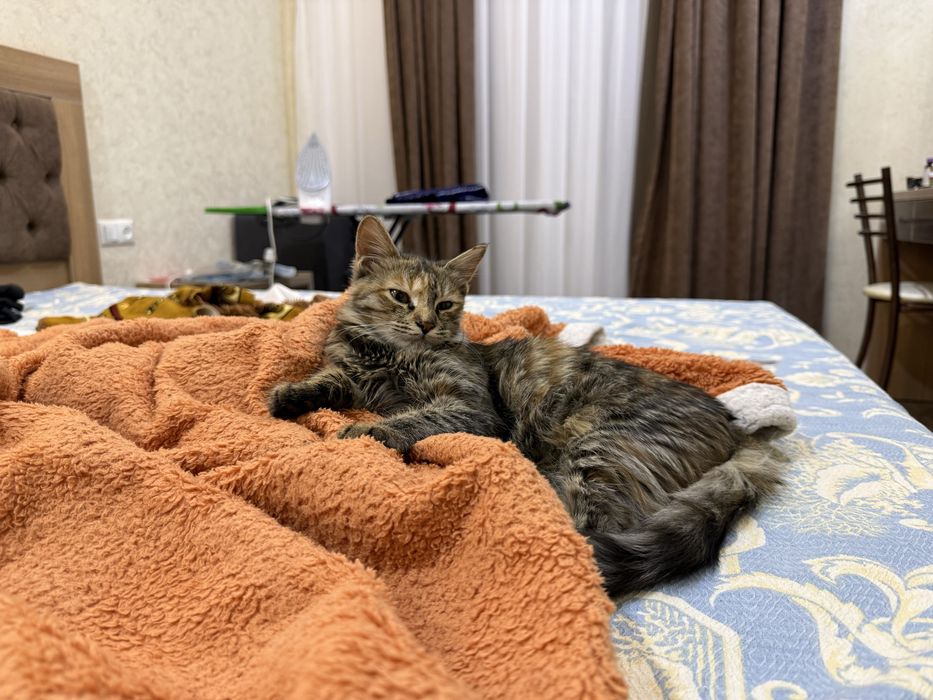 Отдам даром в хорошие руки