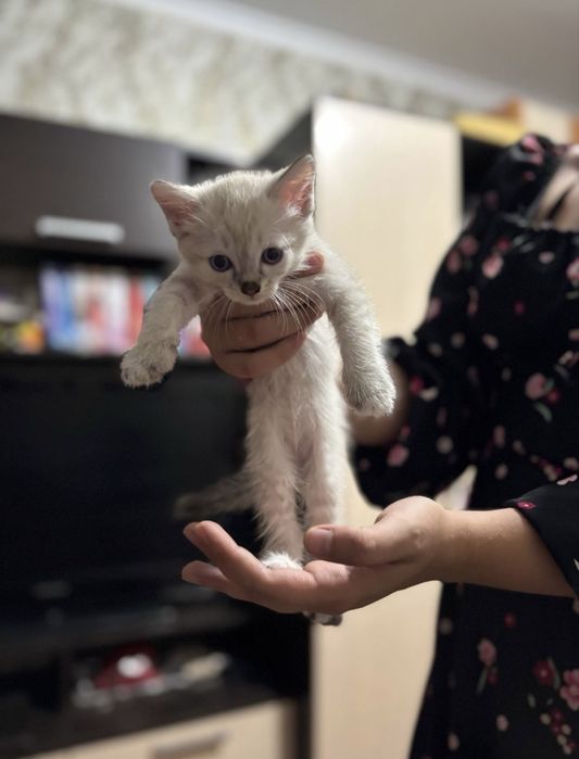 Котята , мать сиамская