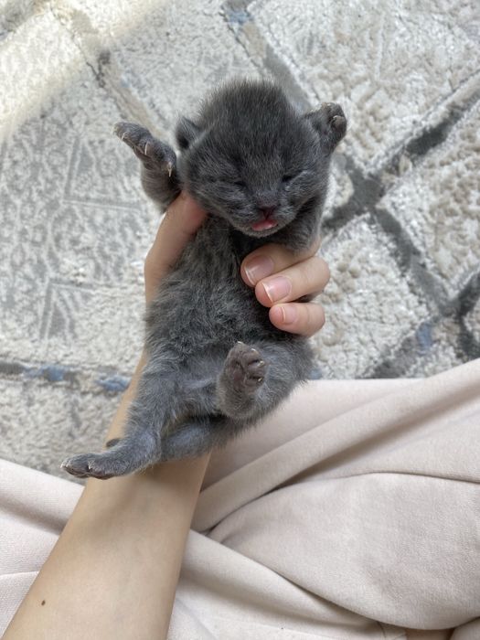 Продам кошек Алматы шок цена!